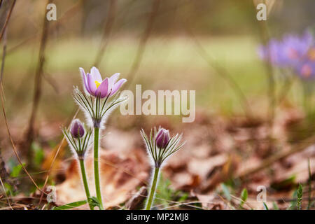 Close-up shot di viola delicato snowdrop fiori che crescono nella foresta in primavera. Foto Stock