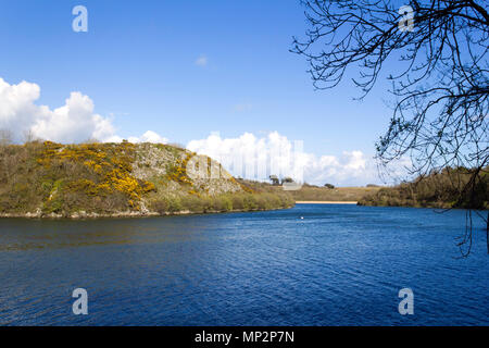 Bosherston stagni di fior di loto deserte in sole primaverile, Bosherston, Pembrokeshire, Wales, Regno Unito Foto Stock