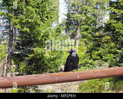 Black Raven mantenendo la protezione sulla rampa di recinzione con sfondo di foresta Foto Stock