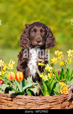 Bruna giovane tedesco Spaniel cucciolo seduto in un cestello con giallo fiori di primavera, il cane di razza conosciuta anche come Deutscher Wachtelhund, Germania Foto Stock