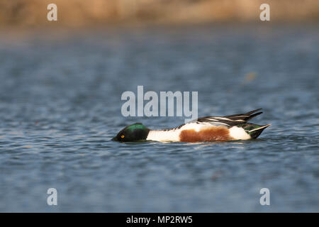 Northern mestolone, Anas clypeata,drake preening accanto a Scottish loch,piumaggio di allevamento,serata estiva Foto Stock