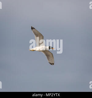 Pallas gabbiano (Ichthyaetus ichthyaetus) Foto Stock