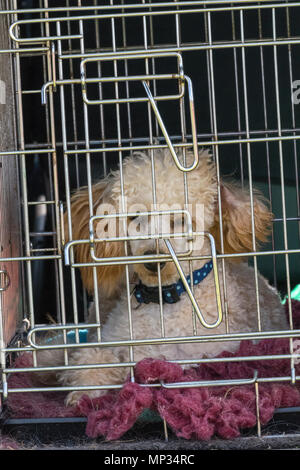 Un piccolo white Poole cane in una gabbia nel retro di un'auto. Il trasporto di cani in condizioni di sicurezza nei veicoli in gabbie di filo per contenere in modo sicuro in transito. Sicurezza del cane. Foto Stock