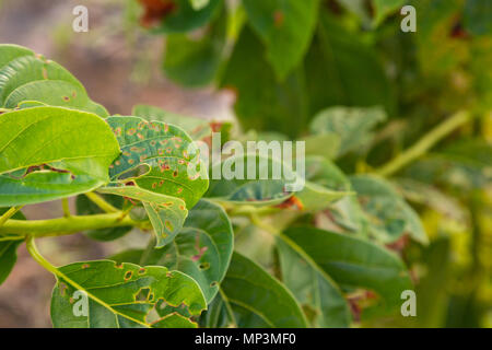 Avocado foglie coperta con fori, giovani pianta crescente malattia spot, Asunción, Paraguay Foto Stock