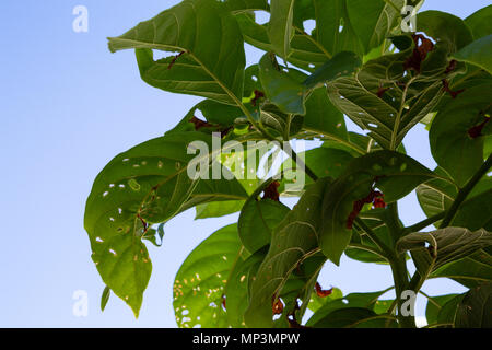 Avocado foglie coperta con fori, giovani pianta crescente malattia spot, Asunción, Paraguay Foto Stock