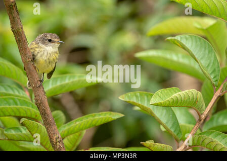 Grandi fatturati flycatcher, vulcano Sierra Negra, Isabela Island, Isole Galapagos, Ecuador. Foto Stock