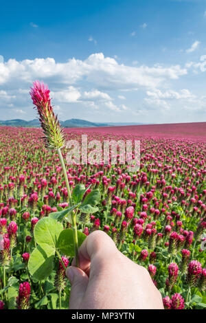 Mano con trifoglio di cremisi close-up. Trifolium incarnatum. Bella trifoglio rosso. Paesaggio di primavera con la fioritura trifogli, montagna colline e cielo blu. Foto Stock