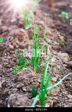 Green Onion cresce sul letto, il fuoco selettivo, giornata di primavera Foto Stock