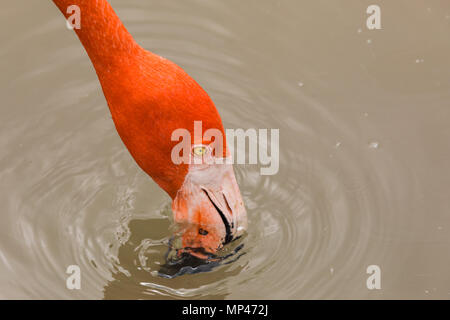 Flamingo Foto Stock