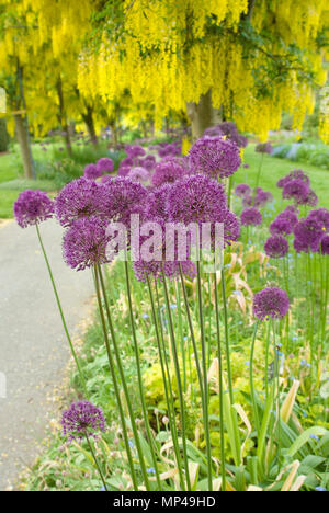 Il giallo il Maggiociondolo albero fiori appoggiatelo sopra viola Allium blumi. Giugno, maggiociondoli a piedi, Vandusen Botanical Garden, Vancouver, British Columbia, Canada Foto Stock