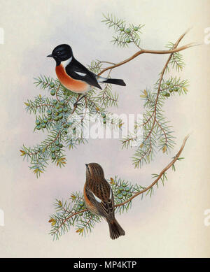 . Saxicola maurus indicus, su Juniperus formosana. Da Gli uccelli di Asia (John Gould), Volume 4. 22 aprile 2013, 12:36 (UTC). BirdsAsiaJohnGoIVGoul 0144.jpg: John Gould (1804-1881) nomi alternativi Gould Descrizione British zoologo Data di nascita e morte 14 Settembre 1804 2 marzo 1881 Luogo di nascita e morte Lyme Regis London Authority control : Q313787 VIAF: 29597222 ISNI: 0000 0001 2125 9888 ULAN: 500006638 LCCN: N79100355 NLA: 35137514 WorldCat 1098 Saxicola maurus indicus su Juniperus formosana - Gould Foto Stock