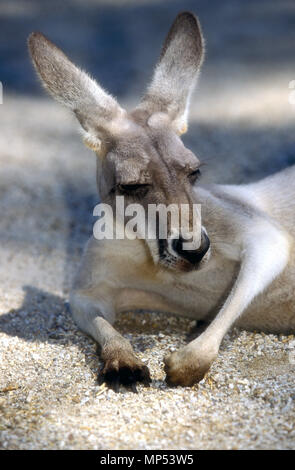 BIG RED KANGAROO (MACROPUS RUFUS). Foto Stock