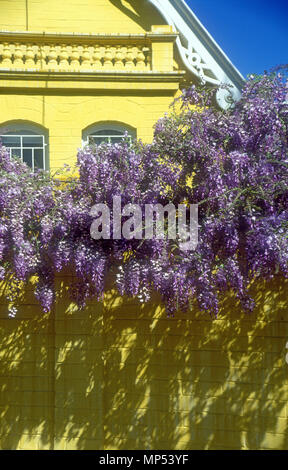 Il Glicine che crescono lungo la parte anteriore di un dipinto di giallo casa, australia Foto Stock