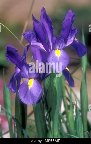 IRIDI OLANDESI VIOLA (IRIS X HOLLANDICA) 'PURPLE SENSATION' Foto Stock