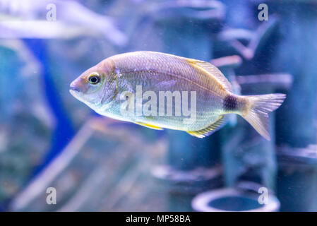Colorfull aquarium pesci nel serbatoio di acqua, acquario Foto Stock