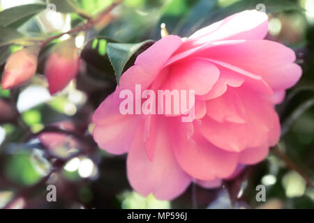 Di un bel colore rosa japanese camellia, Camellia japonica closeup artistico di un fiore in tenui colori luminosi Foto Stock