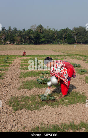 Qualche agricoltore lavora nel campo vegetale. Khulna, Bangladesh.marzo 25,2016. Foto Stock