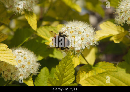 Bumblebee seduta su un fiore bianco Foto Stock