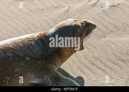 Testa closeup ritratto di una giovane maschio guarnizione di elefante sulla spiaggia sbadigli Foto Stock