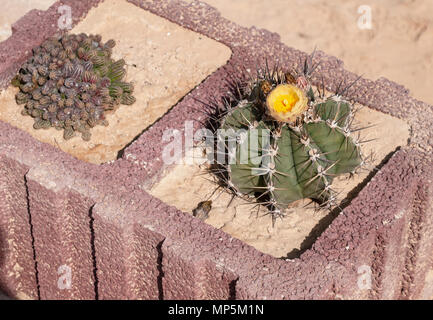 Blocco di calcestruzzo cactus piantatrice con cactus di arachidi e del monaco cactus del cofano con fiore giallo e gemme Foto Stock