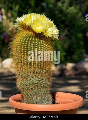 Palla dorata cactus in piena fioritura in una pentola Foto Stock