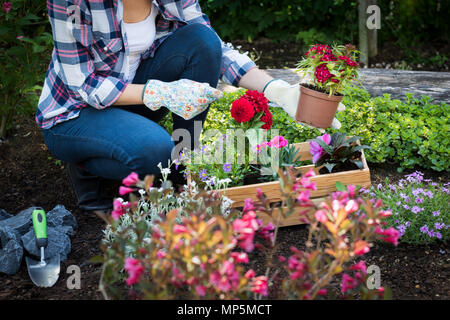 Irriconoscibile giardiniere femmina holding bel fiore pronto per essere piantato in un giardino. Concetto di giardinaggio. Giardino paesaggistico business start up. Foto Stock