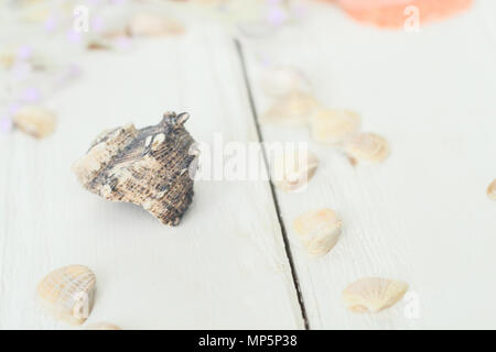 Immagine sfocata di conchiglie marine su sfondo di legno.sfondo di viaggio Foto Stock