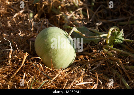 Quorn South Australia, melone cresce su vine nel tardo pomeriggio la luce del sole Foto Stock