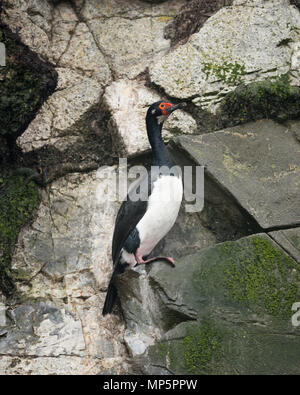 Una roccia cormorano (Phalacrocorax magellanicus) arroccato in una scogliera sul mare Foto Stock