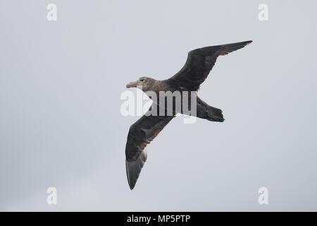 Immaturo gigante meridionale Petrel volare sopra le acque dello Stretto di Magellano, nel sud del Cile Foto Stock