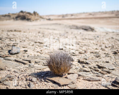 Deserto singolo atto di crescita della pianta nel deserto del Namib a Namib-Naukluft National Park, Namibia, Africa Foto Stock