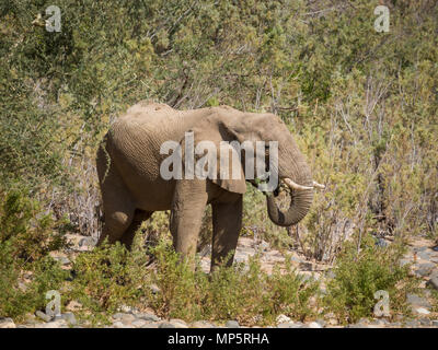 Lone deserto maschio alimentazione elefante su boccole in Hoarusib il letto del fiume, Namibia, Sud Africa Foto Stock