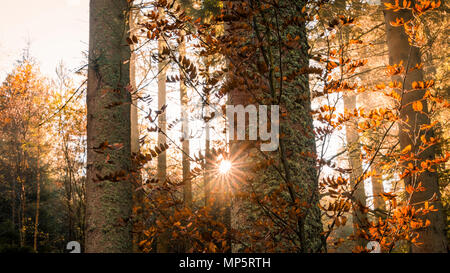 La luce del sole e i raggi del sole scoppiano all'alba attraverso una foresta di pini, Regno Unito Foto Stock