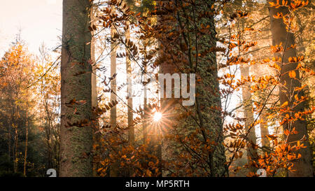 Sunrise la luce solare e i raggi del sole attraverso lo scoppio di una foresta di pini nel Parco Nazionale di Cairngorms, Scotland, Regno Unito Foto Stock