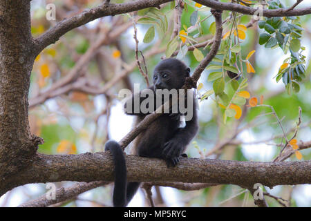 Scimmia urlatrice nella foresta pluviale in america centrale Foto Stock