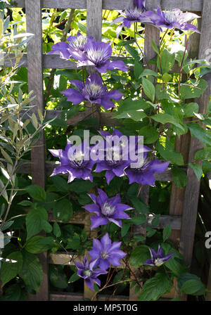 CLEMATIS MULTI BLU. OLD MANS barba. Le vergini Bower. I viaggiatori di gioia. Foto Stock