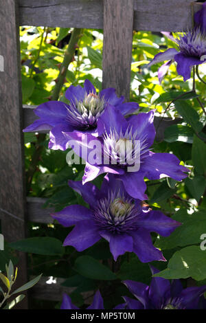 CLEMATIS MULTI BLU. OLD MANS barba. Le vergini Bower. I viaggiatori di gioia. Foto Stock