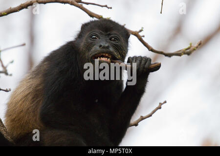 Scimmia urlatrice nella foresta pluviale in america centrale Foto Stock