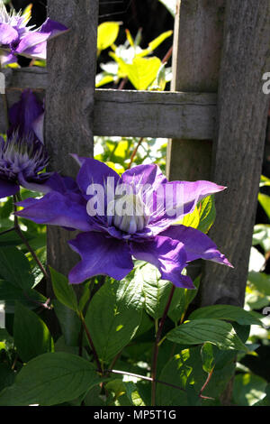 CLEMATIS MULTI BLU. OLD MANS barba. Le vergini Bower. I viaggiatori di gioia. Foto Stock