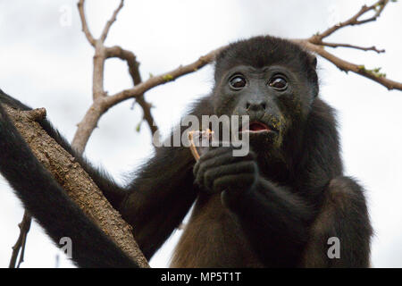 Scimmia urlatrice nella foresta pluviale in america centrale Foto Stock