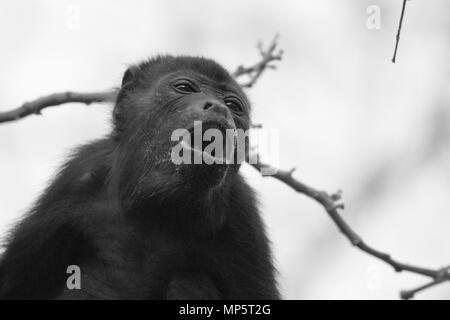 Scimmia urlatrice nella foresta pluviale in america centrale Foto Stock