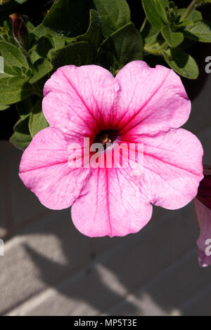 Facile di petunia ondata crescente in estate il cestello a parete. Foto Stock