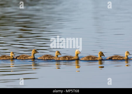 Oche Graylag goslings nuoto in una riga Foto Stock