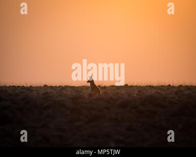 Lone black backed jackal guardando in lontananza durante il tramonto dorato, concessione di Palmwag, Namibia, Sud Africa Foto Stock