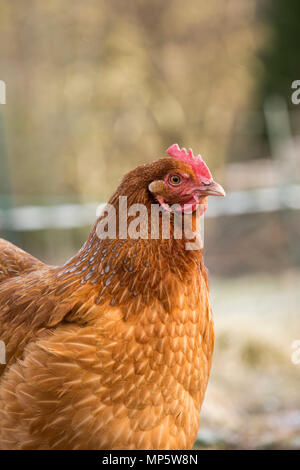 Un marrone rossiccio free range hen in Monmouthshire, Galles. Foto Stock