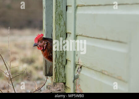 Un nero e marrone hen emergente da una casa della gallina. Foto Stock