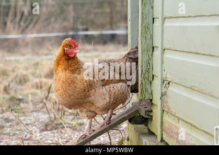 Una luce brown hen emergente da una casa della gallina. Foto Stock