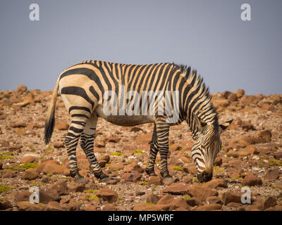 Zebra alimentare nei dintorni rocciosi durante il pomeriggio di luce, concessione di Palmwag, Namibia, Africa Foto Stock