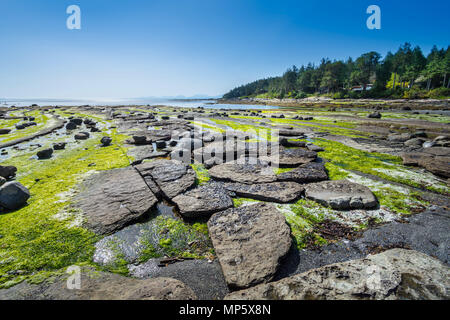 Spiaggia rocciosa, Sandpiper beach, Hornby Isola, BC, Canada. Foto Stock