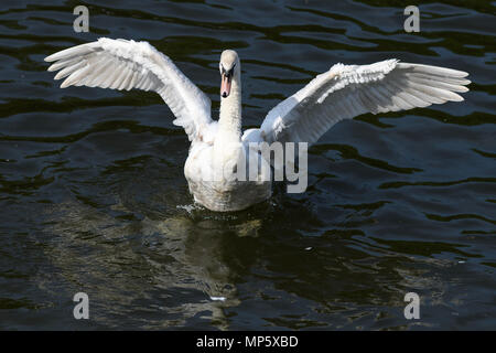 Wan con ali teso Foto Stock